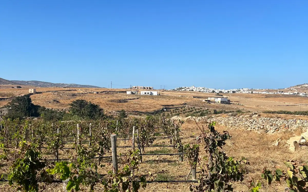 Rows of vines in the foreground, dry fields behind and a white village on the hills of Paros